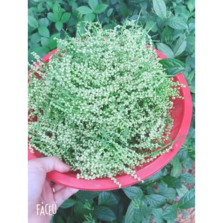 👉🏻Đặc sản CHÈ SẠCH Thái Nguyên. (HOA SÓI)
