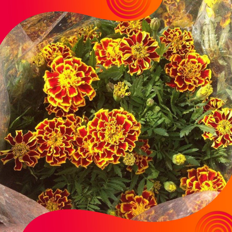 Hạt Giống Hoa Vạn Thọ Pháp Mix màu siêu hoa