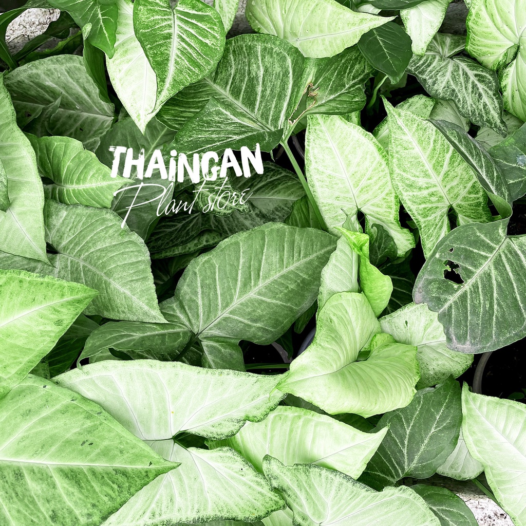 Cây Trầu Bà Trắng  - Vườn Ươm Thái Ngân