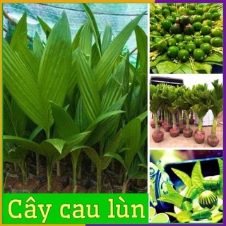 Cây giống cau tứ quý