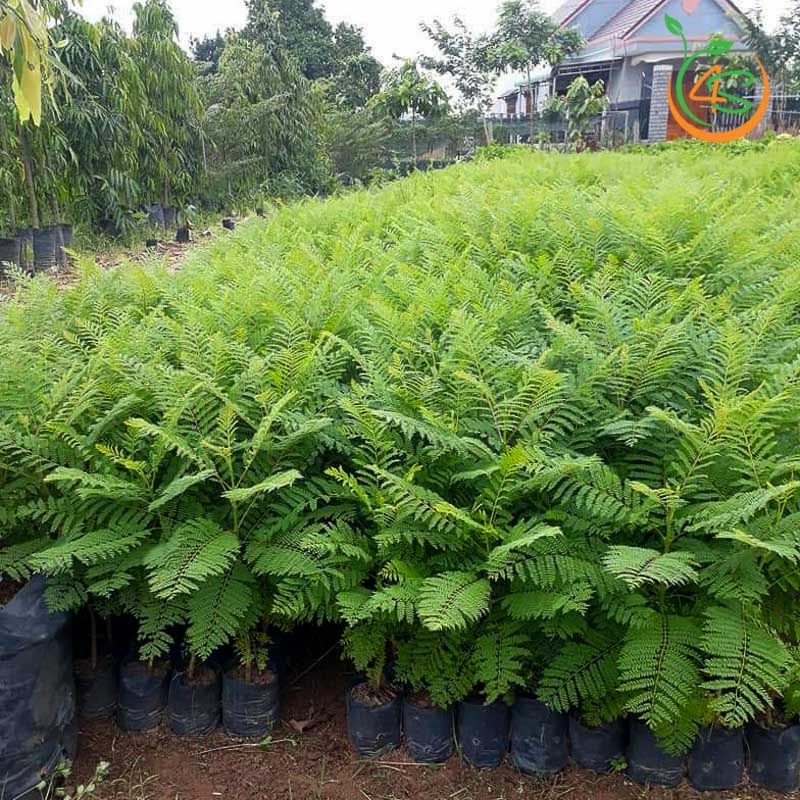 CÂY PHƯỢNG TÍM-RA HOA ĐỀU-MÀU ĐẸP-FREESHIP TỪ 50K