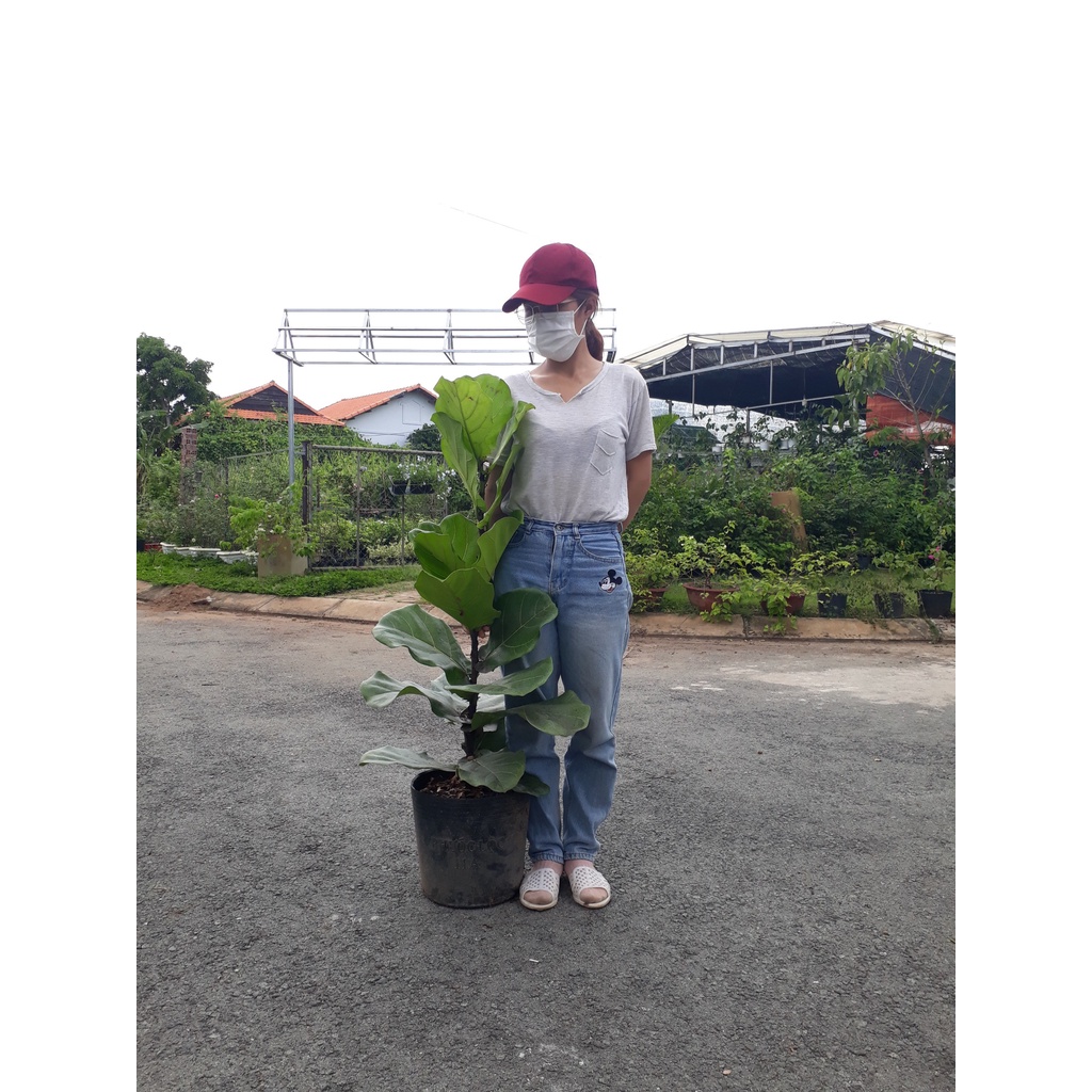 Cây bàng singapore loại 1 nhánh cao 60-80cm