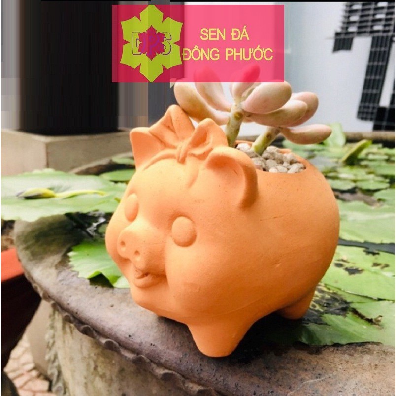 Chậu đất nung hình heo buộc nơ -  trồng sen đá xương rồng, cây văn phòng- Sen Đá Đông Phước