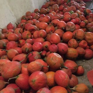 Dầu gấc ép lạnh nguyên chất 100%