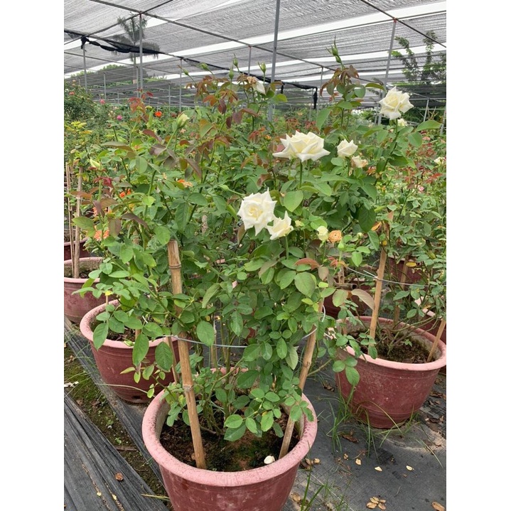 Hoa Hồng Ngoại pope John Paul II bông to siêu nổi bật -hoangoaimelinh