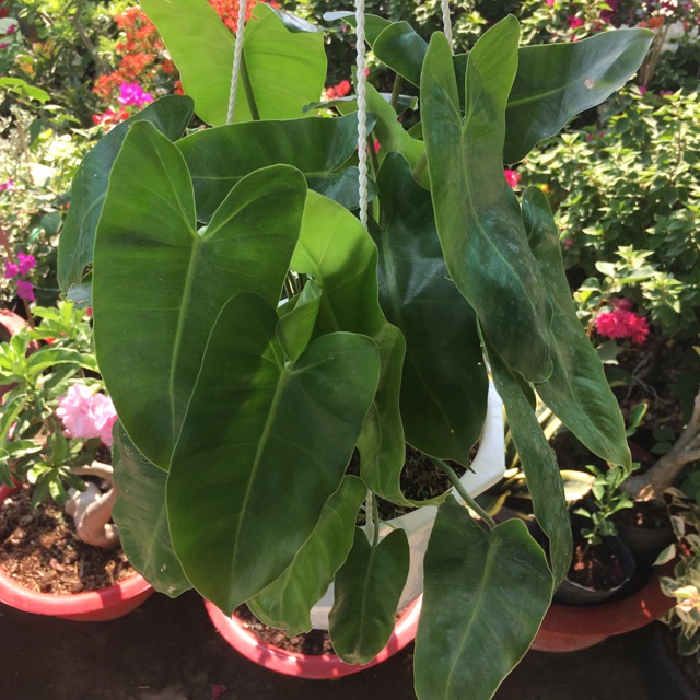 Cây trầu bà tỷ phú