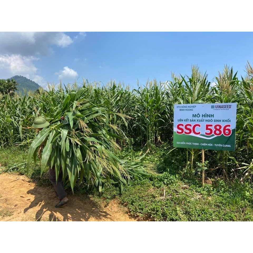 HẠT GIỐNG NGÔ SINH KHỐI SSC586 1KG  GIỐNG CHUẨN
