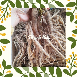 SÂM DÂY - ĐẲNG SÂM HÀNG TƯƠI 15 CỦ 1 KÍ
