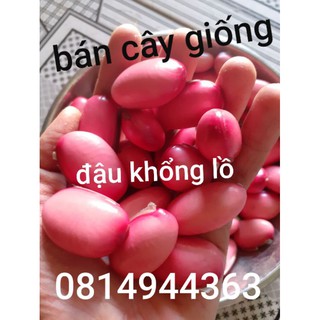 cây đậu kiếm giống Nhật giống,1 cây