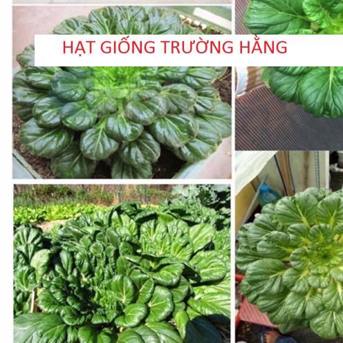 ⚡️ HẠT GIỐNG RAU CẢI HOA HỒNG⚡️ NĂNG XUẤT CAO CÁCH TRỒNG ĐƠN GIẢN