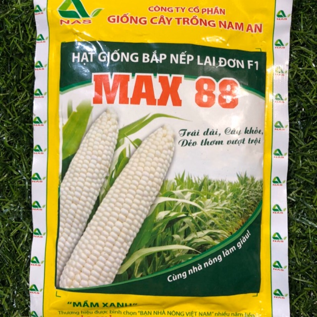 HẠT GIỐNG NGÔ NẾP LAI ĐƠN F1 MAX88 (100gr)