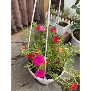 Chậu hoa mười giờ giỏ treo