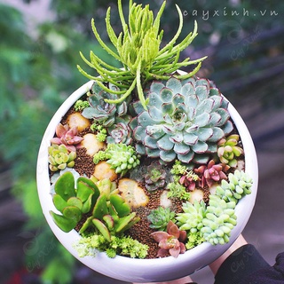 SET SEN ĐÁ TIỂU CẢNH TỰ MIX, QUÀ TẶNG BAO GỒM SEN ĐÁ, XƯƠNG RỒNG, TIỂU CẢNH, CHẬU, ĐẤT TRỒNG, ĐÁ