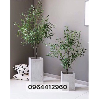 Cây ô liu - cây oliu trang trí nhà 130cm kèm giỏ cói - Hằng decor