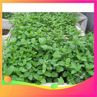 Hạt Giống Húng Bạc Hà - 100 Hạt VIETGAR