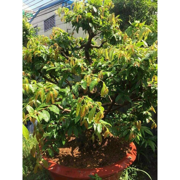 PHÂN BÓN CHO MAI VÀNG BUNG ĐỌT RA RỄ MAX ROOT CHAI 250ml, 500ML, 1L - BUNG TƯỢC MẠNH ĐẺ NHÁNH NHANH, XANH LÁ, DÀY LÁ