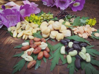 BỘT ĐẬU MẦM HỮU CƠ