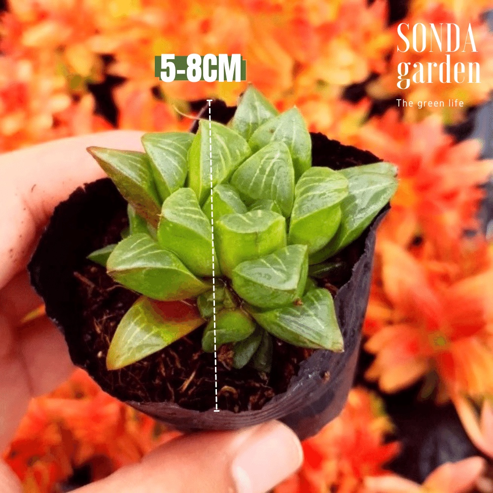 Sen đá guốc haworthia SONDA GARDEN size bé 5-7cm, cây cảnh trang trí nhà cửa, lỗi 1 đổi 1