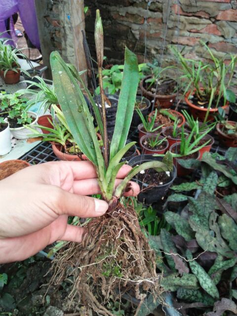 1 cây lan hài Henry chưa hoa