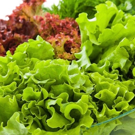 Combo 3 gói Hạt Giống Xà Lách Búp, Xá Lách Xoằn, Xá Lách Mỡ - Trồng Đất vàThủy Canh