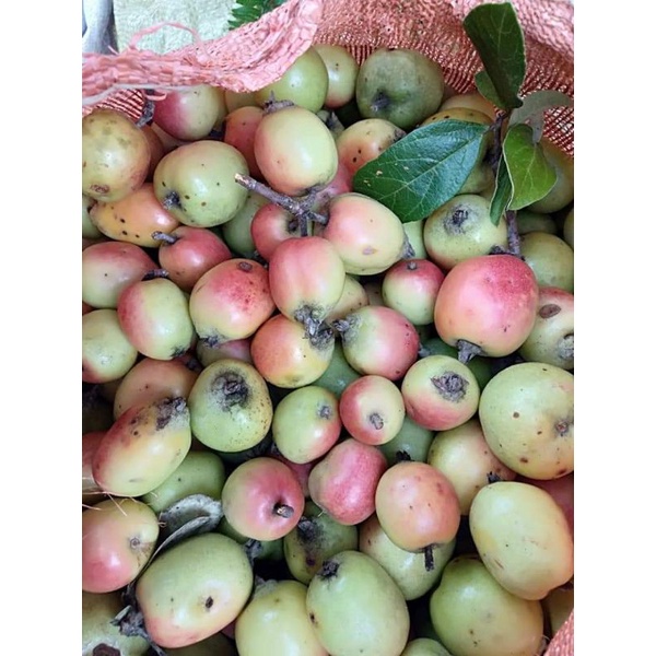 Táo mèo má hồng táo mèo đồi thông túi 5kg