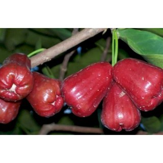 CÂY ROI MIỀN BẮC (cây mận)