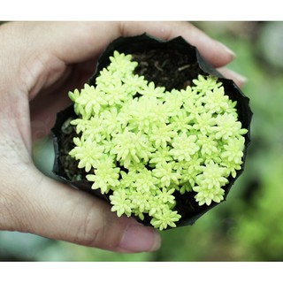 Sen Đá Sedum vàng