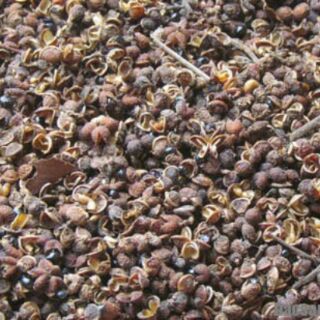 Combo 100g hạt mắc khén 0.5g hạt dổi