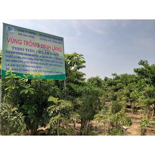 Trà Đinh lăng - Thảo dược AnThái Hưng (25 túi lọc x 5g) NEW