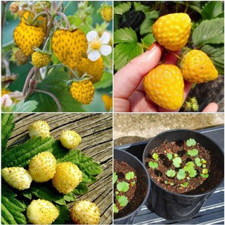 Combo 4 gói hạt giống dâu tây 4 màu- ( dâu đỏ + dâu trắng + dâu đen + dâu vàng ) - STHG2