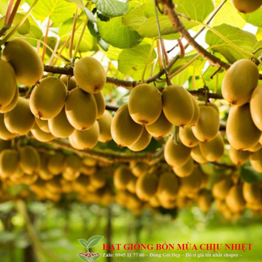 Gói 10 hạt giống KIWI leo giàn siêu trái
