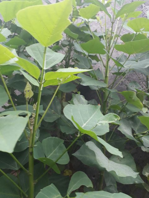 Lá Vông Tươi -Hà Nội 1kg