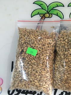 Hạt đại mạch
