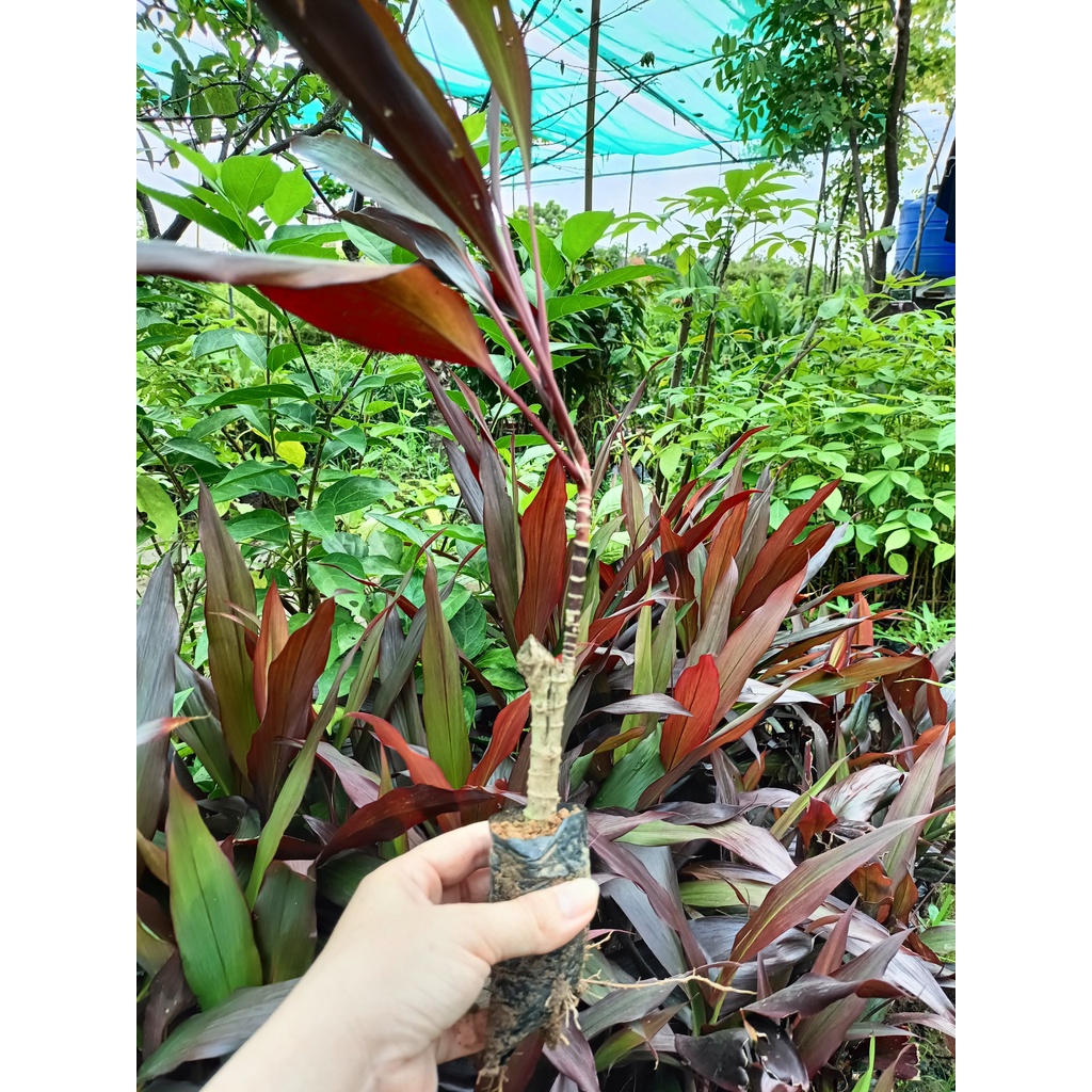 Cây giống huyết dụ