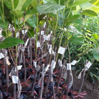 Cây Mít ruột đỏ