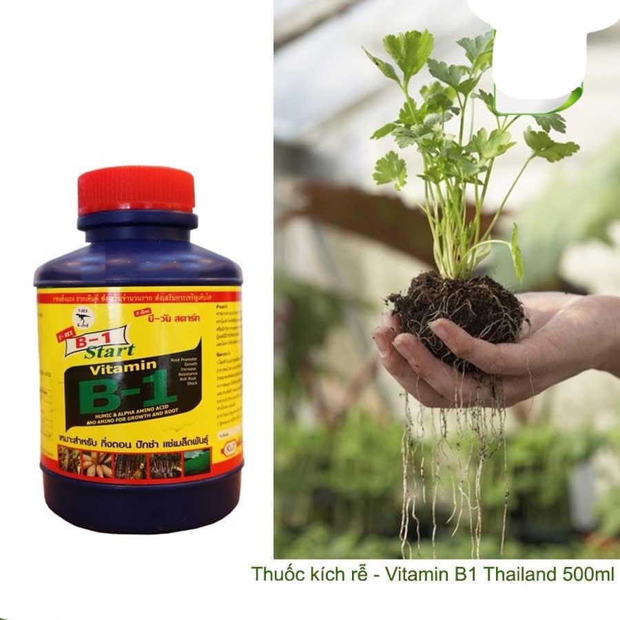 Vitamin B1 Thái Lan Dùng Cho Hoa Lan, Cây Cảnh