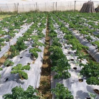 Bột Rau Cải Xoăn Kale