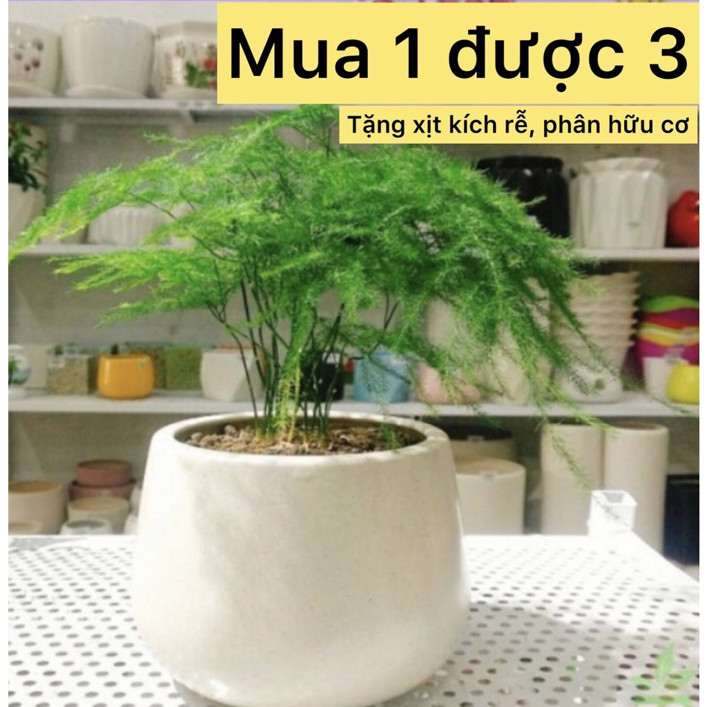 Cây thủy tùng- cây công trình- cây phong thủy- cây sân vườn- caykiengsadec