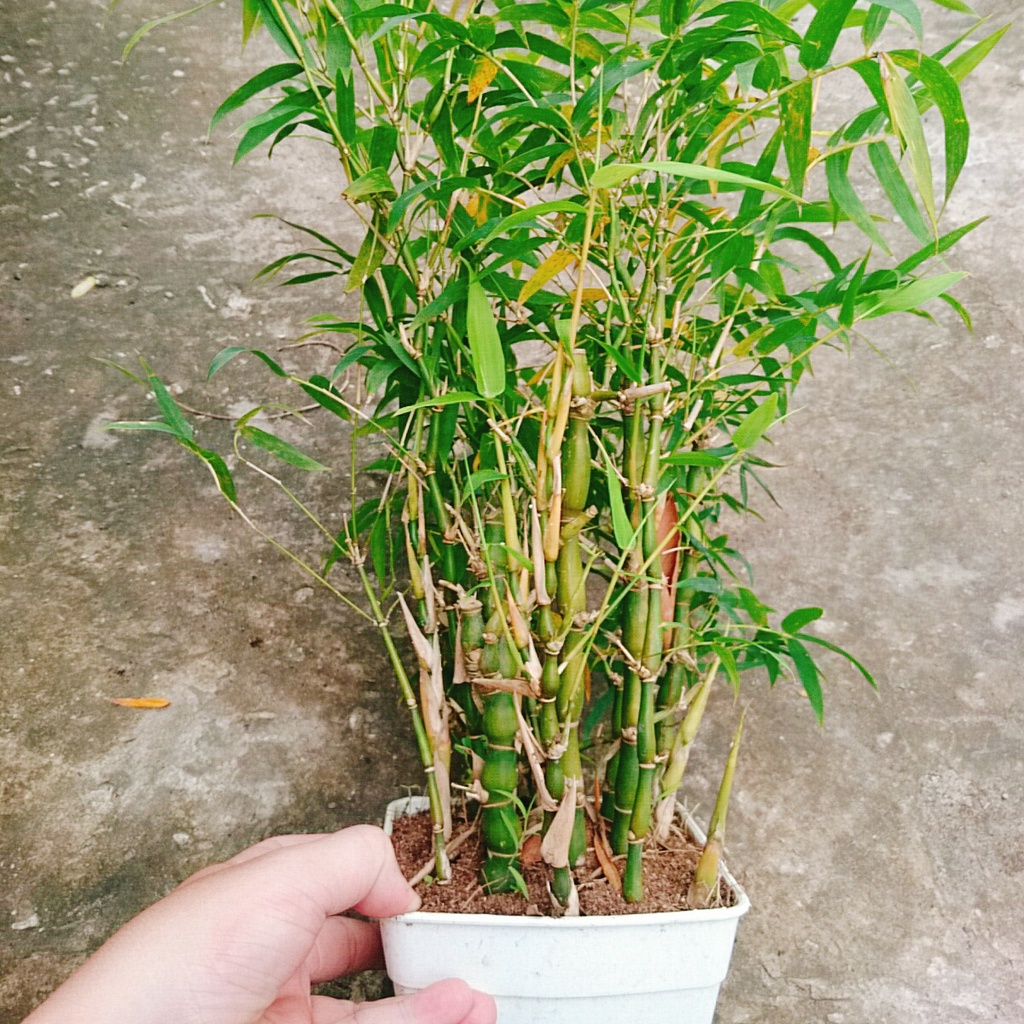 Cây trúc đùi gà - caykiengsadec