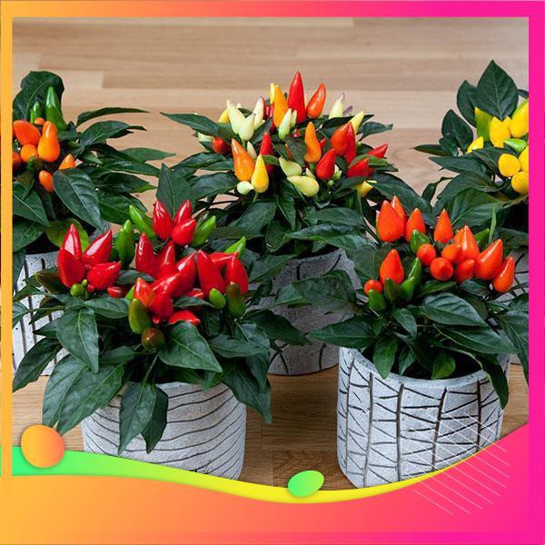 Hạt Giống Ớt Ngũ Sắc - 30 Hạt VIETGAR