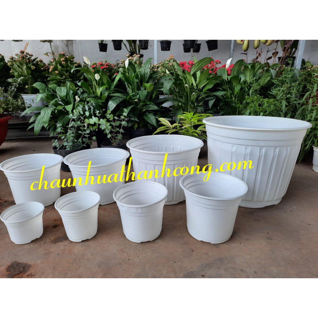 Combo 10 Chậu nhựa 30x21cm trồng vạn thọ, cúc mâm xôi, cát tường, hoa tết, thoát nước tốt