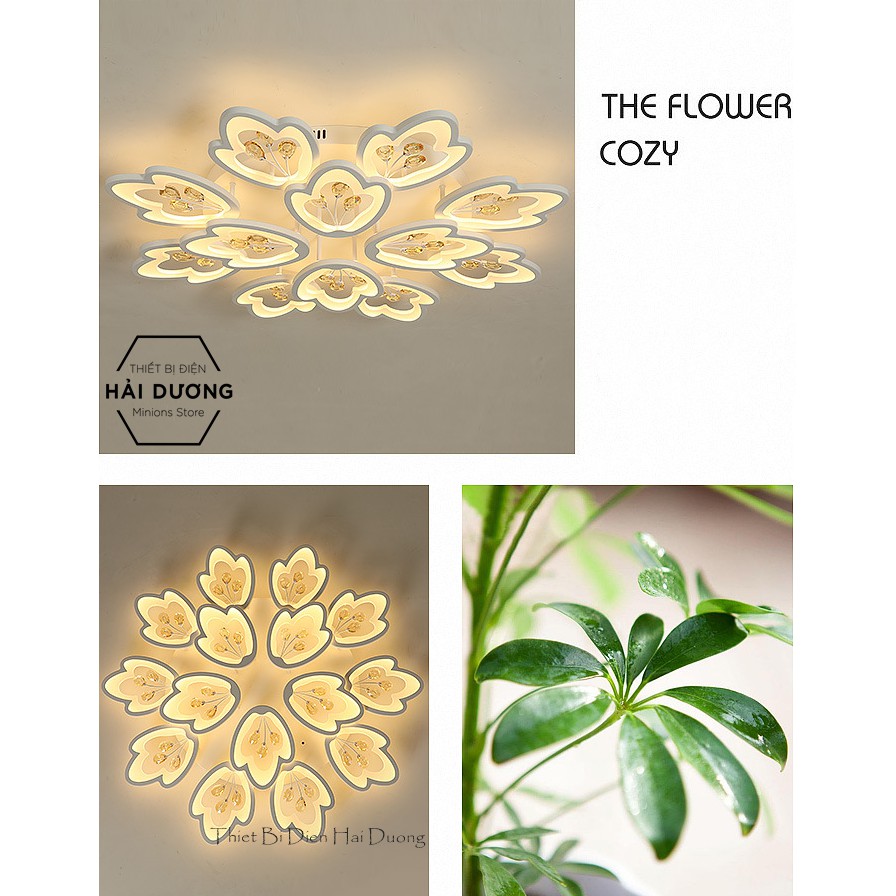 Đèn LED Ốp Trần Hình Hoa 15 Cánh NT024 - 3 Chế Độ Ánh Sáng - Tăng Giảm Ánh Sáng - Điều Khiển Từ Xa - Bảo Hành 1 Năm