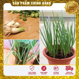 Hạt giống rau gi vị COMBO 08 Loại