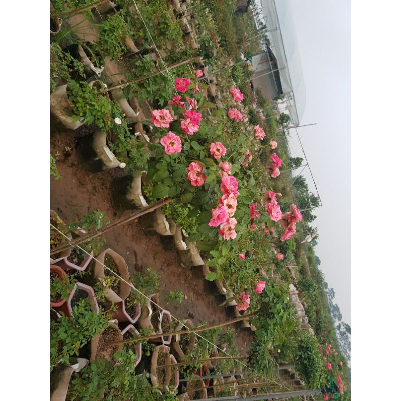 cây hoa hồng ngoại các màu khủng đẹp