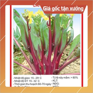 Hạt Giống Cải Ngồng Đỏ 5gr Hạt giống