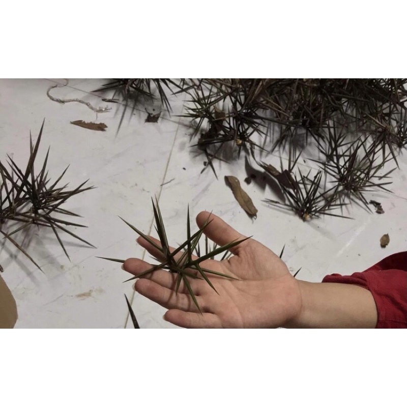 Nhánh gai bồ kết tránh tà cho bé sơ sinh - chùm nhỏ