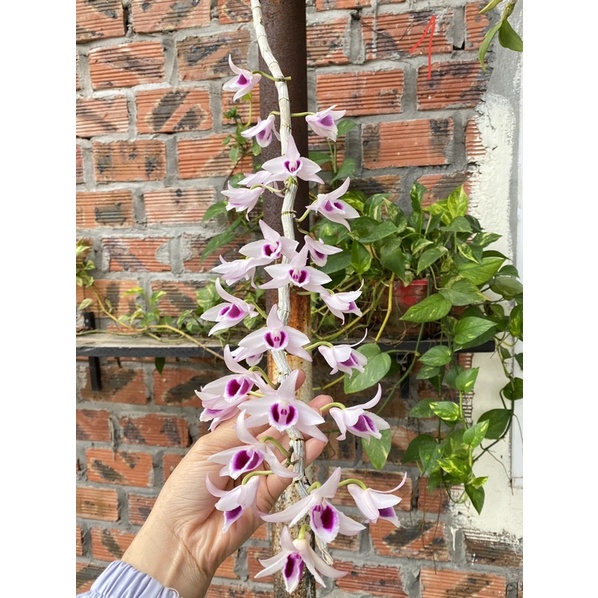 Phi điệp vùng Hoà Bình
