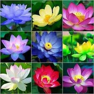 Hạt giống hoa sen mini nhật