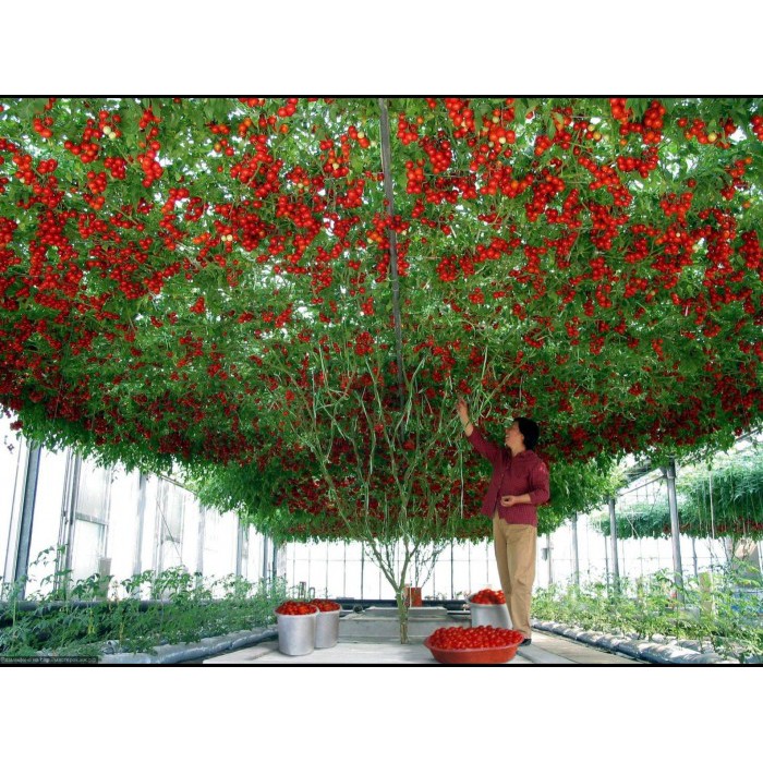 Hạt giống cà chua bạch tuộc leo giàn gói: 1gr - Rau củ quả trồng tại vườn, sân thượng, nông trang, ban công