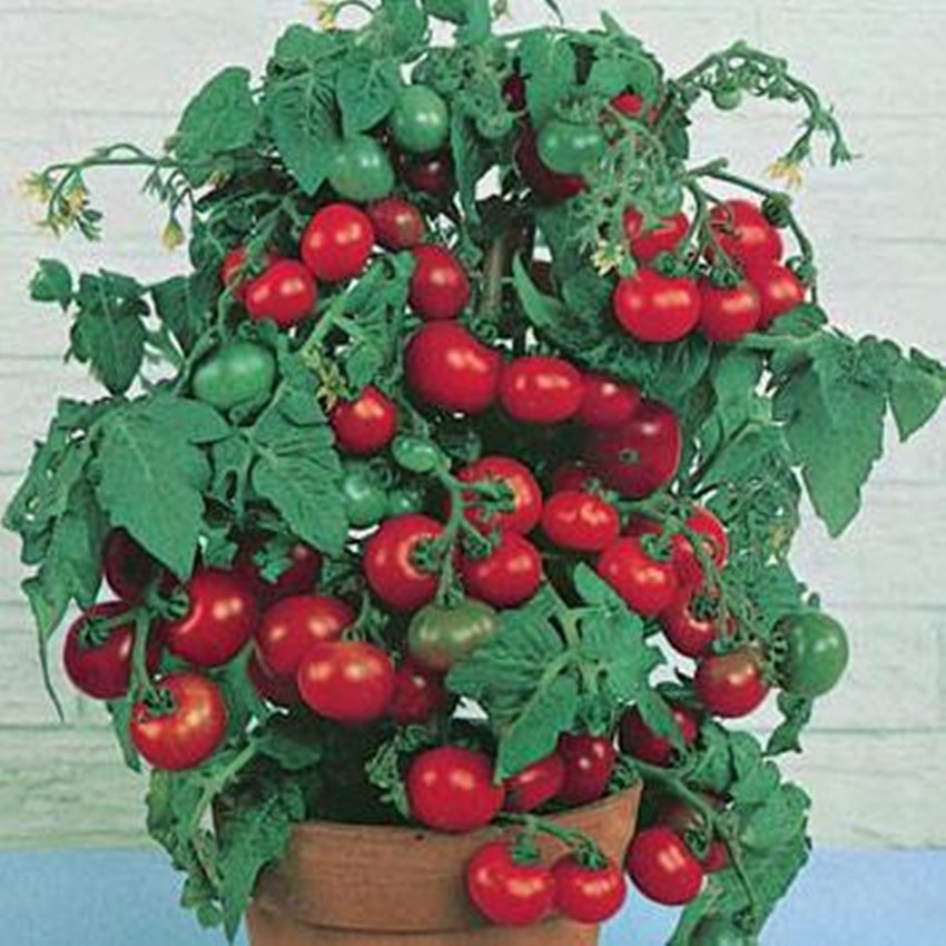 30 Hạt giống Cà chua bi lùn đỏ (cây lùn)